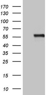 NAGA Antibody - HEK293T cells were transfected with the pCMV6-ENTRY control. (Left lane) or pCMV6-ENTRY NAGA. (Right lane) cDNA for 48 hrs and lysed. Equivalent amounts of cell lysates. (5 ug per lane) were separated by SDS-PAGE and immunoblotted with anti-NAGA. (1:500)