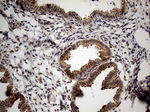 NAGA Antibody - Immunohistochemical staining of paraffin-embedded Human endometrium tissue within the normal limits using anti-NAGA mouse monoclonal antibody. (Heat-induced epitope retrieval by 1mM EDTA in 10mM Tris buffer. (pH8.5) at 120°C for 3 min. (1:500)