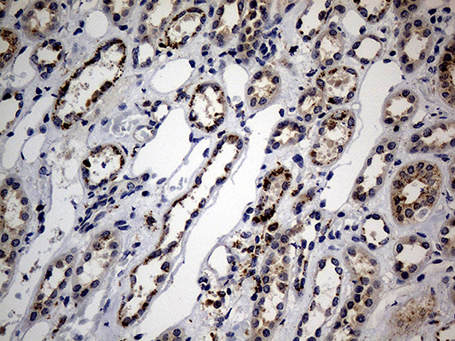 NAGA Antibody - Immunohistochemical staining of paraffin-embedded Human Kidney tissue within the normal limits using anti-NAGA mouse monoclonal antibody. (Heat-induced epitope retrieval by 1mM EDTA in 10mM Tris buffer. (pH8.5) at 120°C for 3 min. (1:500)