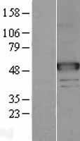 NAGA Protein - Western validation with an anti-DDK antibody * L: Control HEK293 lysate R: Over-expression lysate
