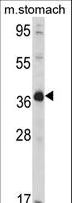NAGK Antibody - Western blot of hNAGK-G315 (RB05452) in mouse stomach tissue lysates (35 ug/lane). NAGK (arrow) was detected using the purified antibody.