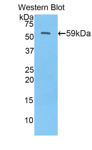 NAGLU Antibody - Western blot of recombinant NAGLU.  This image was taken for the unconjugated form of this product. Other forms have not been tested.
