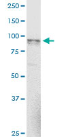 NAGLU Antibody - NAGLU monoclonal antibody (M02), clone 1B7. Western Blot analysis of NAGLU expression in NIH/3T3.