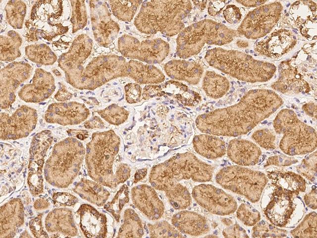 NAGPA Antibody - Immunochemical staining of human NAGPA in human kidney with rabbit polyclonal antibody at 1:100 dilution, formalin-fixed paraffin embedded sections.