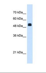 NAGS Antibody - HepG2 cell lysate. Antibody concentration: 1.25 ug/ml. Gel concentration: 12%.  This image was taken for the unconjugated form of this product. Other forms have not been tested.