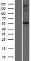 NAGS Protein - Western validation with an anti-DDK antibody * L: Control HEK293 lysate R: Over-expression lysate