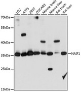 NAIF1 Antibody - Western blot analysis of extracts of various cell lines, using NAIF1 antibody at 1:1000 dilution. The secondary antibody used was an HRP Goat Anti-Rabbit IgG (H+L) at 1:10000 dilution. Lysates were loaded 25ug per lane and 3% nonfat dry milk in TBST was used for blocking. An ECL Kit was used for detection and the exposure time was 10S.