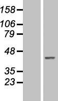 NAIF1 Protein - Western validation with an anti-DDK antibody * L: Control HEK293 lysate R: Over-expression lysate