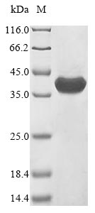 Alpha-cobratoxin (Naja siamensis)  Protein - (Tris-Glycine gel) Discontinuous SDS-PAGE (reduced) with 5% enrichment gel and 15% separation gel.