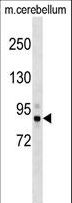 NAK / TBK1 Antibody - Mouse Tbk1 Antibody western blot of mouse cerebellum tissue lysates (35 ug/lane). The Tbk1 antibody detected the Tbk1 protein (arrow).