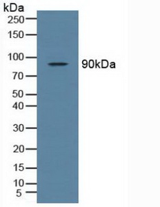 NAK / TBK1 Antibody - Western Blot; Sample: Rat Testis Tissue.