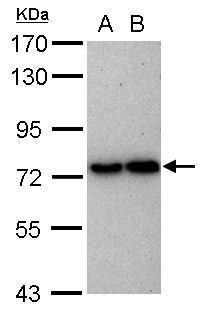 NAK / TBK1 Antibody - Sample (30 ug of whole cell lysate) A: HeLa B: HepG2 7.5% SDS PAGE TBK1 antibody diluted at 1:1000