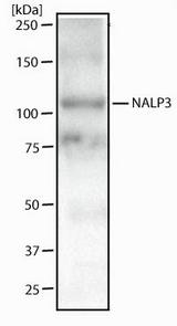NALP3 / NLRP3 Antibody - Western Blot: NALP3 Antibody (25N10E9) - Western blot analysis of Raw 264 cell lysate using NALP3 antibody at 2 ug/ml.  This image was taken for the unconjugated form of this product. Other forms have not been tested.