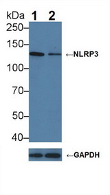 NALP3 / NLRP3 Antibody - Knockout Varification: Lane 1: Wild-type K562 cell lysate; Lane 2: NLRP3 knockout K562 cell lysate; Predicted MW: 96,112,118kDa Observed MW: 130kDa Primary Ab: 1µg/ml Rabbit Anti-Mouse NLRP3 Antibody Second Ab: 0.2µg/mL HRP-Linked Caprine Anti-Rabbit IgG Polyclonal Antibody