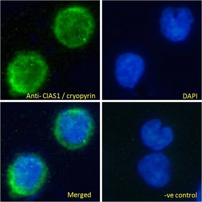 NALP3 / NLRP3 Antibody - NALP3 / NLRP3 antibody immunofluorescence analysis of paraformaldehyde fixed U937 cells permeabilized with 0.15% Triton. Primary incubation 1hr (10ug/ml) followed by Alexa Fluor 488 secondary antibody (4ug/ml), showing cytoplasmic staining. The nuclear stain is DAPI (blue). Negative control: Unimmunized goat IgG (10ug/ml) followed by Alexa Fluor 488 secondary antibody (2ug/ml).