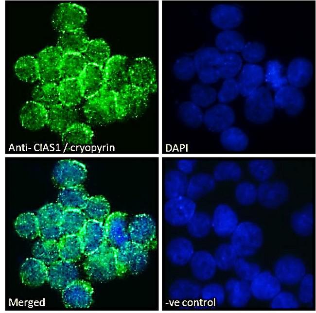 NALP3 / NLRP3 Antibody -  Immunofluorescence analysis of paraformaldehyde fixed U937 cells immobilized on ShifixTM coverslip, permeabilized with 0.15% Triton. Primary incubation 1hr (10ug/ml) followed by Alexa Fluor 488 secondary antibody (2ug/ml), showing plasma membrane and cytoplasmic staining. The nuclear stain is DAPI (blue). Negative control: Unimmunized goat IgG (10ug/ml) followed by Alexa Fluor 488 secondary antibody (2ug/ml).
