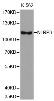 NALP3 / NLRP3 Antibody - Western blot analysis of extracts of K-562 cell line, using NLRP3 antibody.