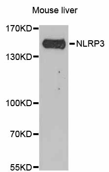 NALP3 / NLRP3 Antibody - Western blot analysis of extracts of Mouse liver cells.