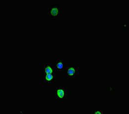 NALP3 / NLRP3 Antibody - Immunofluorescent analysis of HepG2 cells diluted at 1:100 and Alexa Fluor 488-congugated AffiniPure Goat Anti-Rabbit IgG(H+L)