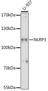 NALP3 / NLRP3 Antibody - Western blot analysis of extracts of U-937 cells, using NLRP3 antibody at 1:1000 dilution. The secondary antibody used was an HRP Goat Anti-Rabbit IgG (H+L) at 1:10000 dilution. Lysates were loaded 25ug per lane and 3% nonfat dry milk in TBST was used for blocking. An ECL Kit was used for detection and the exposure time was 90s.