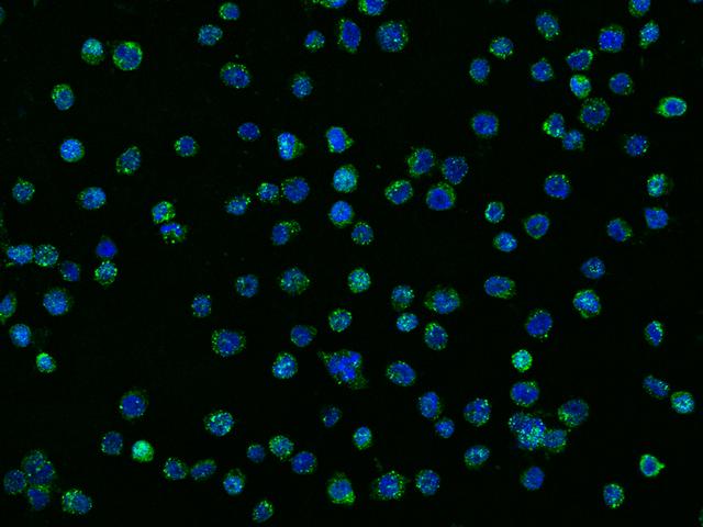 NALP3 / NLRP3 Antibody - Immunofluorescence staining of NLRP3 in THP-1 cells. Cells were fixed with 4% PFA, blocked with 10% serum, and incubated with rabbit anti-Human NLRP3 polyclonal antibody (dilution ratio 1:1000) at 4°C overnight. Then cells were stained with the Alexa Fluor 488-conjugated Goat Anti-rabbit IgG secondary antibody (green) and counterstained with DAPI (blue). Positive staining was localized to Cytoplasm.