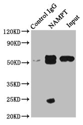 NAMPT / Visfatin Antibody - Immunoprecipitating NAMPT in MCF-7 whole cell lysate Lane 1: Rabbit control IgG instead of NAMPT Antibody in MCF-7 whole cell lysate.For western blotting, a HRP-conjugated Protein G antibody was used as the secondary antibody (1/2000) Lane 2: NAMPT Antibody (8µg) + MCF-7 whole cell lysate (500µg) Lane 3: MCF-7 whole cell lysate (10µg)