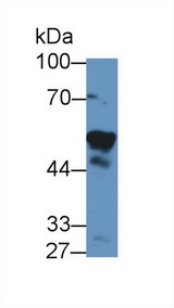 NAMPT / Visfatin Antibody - Western Blot; Sample:  Human 293T cell lysate;  Primary Ab: 1µg/ml Rabbit Anti-Human VF Antibody Second Ab: 0.2µg/mL HRP-Linked Caprine Anti-Rabbit IgG Polyclonal Antibody (Catalog: SAA544Rb19