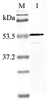 NAMPT / Visfatin Antibody - Western blot analysis using anti-Nampt (human), pAb at 1:2000 dilution. 1: Human Nampt (His-tagged).