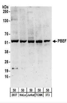 NAMPT / Visfatin Antibody - Detection of Human and Mouse PBEF by Western Blot. Samples: Whole cell lysate (50 ug) from 293T, HeLa, Jurkat, mouse TCMK-1, and mouse NIH3T3 cells. Antibodies: Affinity purified rabbit anti-PBEF antibody used for WB at 0.1 ug/ml. Detection: Chemiluminescence with an exposure time of 3 minutes.
