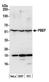 NAMPT / Visfatin Antibody - Detection of human and mouse PBEF by western blot. Samples: Whole cell lysate (50 µg) from HeLa, HEK293T, and mouse NIH 3T3 cells prepared using NETN lysis buffer. Antibody: Affinity purified rabbit anti-PBEF antibody used for WB at 0.1 µg/ml. Detection: Chemiluminescence with an exposure time of 10 seconds.