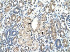 NAMPT / Visfatin Antibody - NAMPT antibody ARP42255_T100-NP_005737-PBEF1(pre-B-cell colony enhancing factor 1) Antibody was used in IHC to stain formalin-fixed, paraffin-embedded human kidney.  This image was taken for the unconjugated form of this product. Other forms have not been tested.