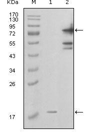 NAMPT / Visfatin Antibody - Western blot using PBEF1 mouse monoclonal antibody against truncated PBEF1-His recombinant protein (1) and full-length GFP-PBEF1(aa1-491) transfected COS7 cell lysate (2).