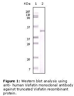 NAMPT / Visfatin Antibody