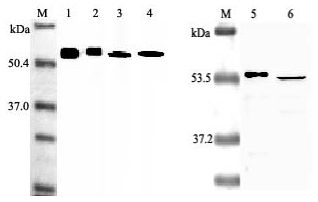 NAMPT / Visfatin Antibody - Western blot analysis using anti-Nampt (Visfatin-PBEF), mAb (OMNI379) at 1: 2,000 dilution. 1. Human Nampt(Visfatin/PBEF) (His-tagged). 2. Human Nampt(Visfatin/PBEF) (FLAG-tagged). 3. Mouse Nampt(Visfatin/PBEF) (His-tagged). 4. Rat Nampt(Visfatin/PBEF) (His-tagged). 5. Human Nampt(Visfatin/PBEF) (His-tagged). 6. LPS-treated human peripheral blood leukocyte lysate. This image was taken for the unconjugated form of this product. Other forms have not been tested.