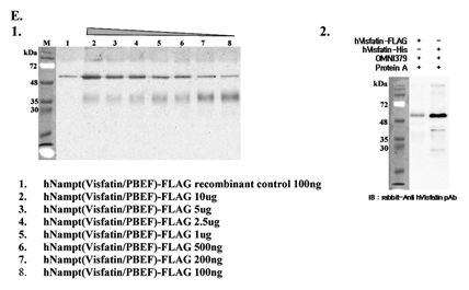 NAMPT / Visfatin Antibody - Immunoprecipitation of recombinant human Nampt(Visfatin/PBEF) proteins using anti-Nampt (Visfatin-PBEF), mAb (OMNI379). Recombinant human Nampt(Visfatin/PBEF) proteins at different concentrations were precipitated. The precipitated proteins were separated by SDS-PAGE, electroblotted, and visualized by western blot with anti-human Nampt(Visfatin/PBEF) pAb. This image was taken for the unconjugated form of this product. Other forms have not been tested.