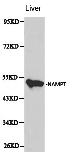 NAMPT / Visfatin Antibody - Western blot of NAMPT pAb in extracts from mouse liver tissue.