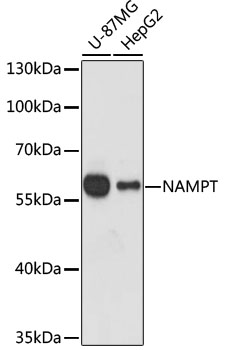 NAMPT / Visfatin Antibody - Western blot analysis of extracts of various cell lines, using NAMPT antibody at 1:1000 dilution. The secondary antibody used was an HRP Goat Anti-Rabbit IgG (H+L) at 1:10000 dilution. Lysates were loaded 25ug per lane and 3% nonfat dry milk in TBST was used for blocking. An ECL Kit was used for detection and the exposure time was 90s.
