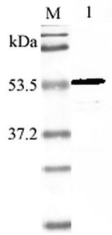 NAMPT / Visfatin Antibody - Western blot analysis using anti-Nampt (mouse), pAb at 1:2000 dilution. 1: Mouse Nampt (His-tagged).