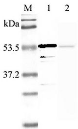 NAMPT / Visfatin Antibody - Western blot analysis using anti-Nampt (human), pAb at 1:2000 dilution. 1: Human Nampt (His-tagged). 2: LPS-treated human peripheral blood leukocyte lysate.  This image was taken for the unconjugated form of this product. Other forms have not been tested.