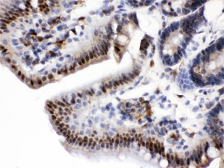 NAMPT / Visfatin Antibody - IHC testing of FFPE rat intestine with Visfatin antibody at 1ug/ml. HIER: steam in pH6 citrate buffer and allow to cool prior to staining.