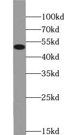 NAMPT / Visfatin Antibody - Rat heart tissue were subjected to SDS PAGE followed by western blot with Visfatin antibody at dilution of 1:2000