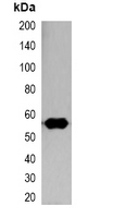 Nano Tag Antibody - Western blot analysis of over-expressed Nano-tagged protein in 293T cell lysate.