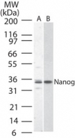 NANOG Antibody - Western blot of Nanog in (A)HeLa and (B) NIH 3T3 cell lysate using antibody at2 ug/ml.