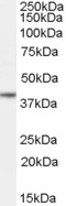 NANOG Antibody - NANOG antibody (0.03µg/ml) staining of Human Ovary lysate (35µg protein in RIPA buffer). Primary incubation was 1 hour. Detected by chemiluminescence.