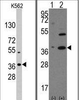 NANOG Antibody - Western blot of anti-NANOG Antibody in K562 cell line lysates (35 ug/lane). NANOG (arrow) was detected using the purified antibody.Western blot of NANOG (arrow) using rabbit polyclonal NANOG Antibody. 293 cell lysates (2 ug/lane) either nontransfected (Lane 1) or transiently transfected with the NANOG gene (Lane 2) (Origene Technologies).