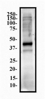 NANOG Antibody - Western Blot: Nanog Antibody (1E6C4) - Whole cell protein from NTERA-2 was separated on a 12% gel by SDS-PAGE, transferred to PVDF membrane and blocked in 5% non-fat milk in TBST. The membrane was probed with 2.0 mg/ml anti-Nanog in 1% milk. Protein was detected with an anti-mouse HRP secondary antibody using chemiluminescence.