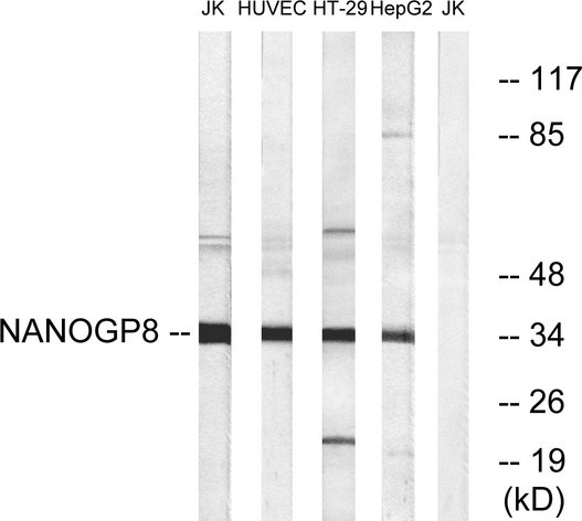 NANOG Antibody - Western blot analysis of lysates from HUVEC, HT-29, HepG2, and Jurkat cells, using NANOGP8 Antibody. The lane on the right is blocked with the synthesized peptide.