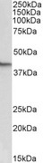 NANOG Antibody - Antibody (0.5µg/ml) staining of NIH3T3 lysate (35µg protein in RIPA buffer). Primary incubation was 1 hour. Detected by chemiluminescence.