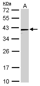 NANOG Antibody - Sample (20 ug ). A: HeLa nucleus. 12% SDS PAGE. NANOG antibody diluted at 1:3000. 