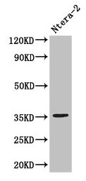 NANOG Antibody - Western Blot Positive WB detected in: Ntera-2 whole cell lysate All lanes: NANOG antibody at 3µg/ml Secondary Goat polyclonal to rabbit IgG at 1/50000 dilution Predicted band size: 35, 33 kDa Observed band size: 35 kDa